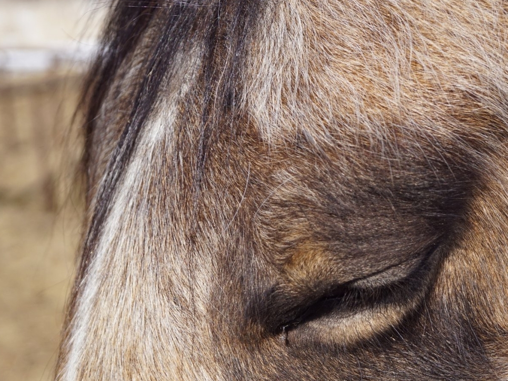 closeup of horse's eye closed and relaxed